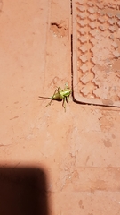 Eupholidoptera megastyla