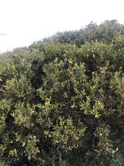 Acacia longifolia sophorae