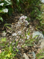 Gypsophila cephalotes
