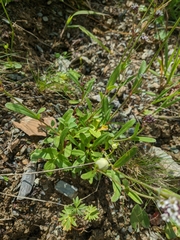 Gypsophila cephalotes