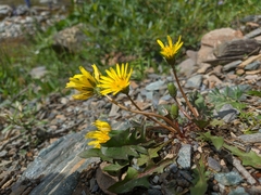 Taraxacum ceratophorum