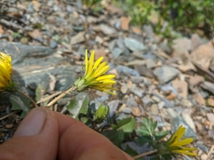 Taraxacum ceratophorum