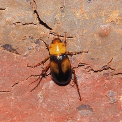Phyllotocus bimaculatus