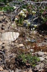 Draba cinerea