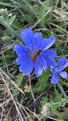 Episyrphus balteatus