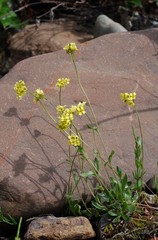 Draba juvenilis