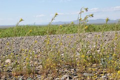 Descurainia sophioides