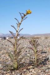 Descurainia sophioides