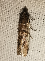 Pseudacrobasis tergestella