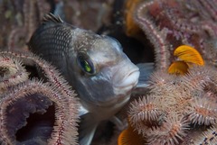 Chirodactylus grandis