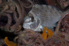 Chirodactylus grandis