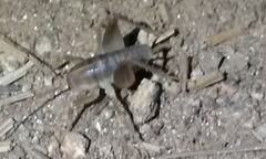 Ceuthophilus hesperus