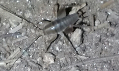 Ceuthophilus hesperus