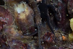 Syngnathus temminckii