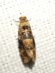 Lobesia botrana