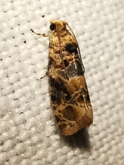 Lobesia botrana