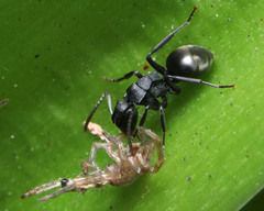 Polyrhachis phryne