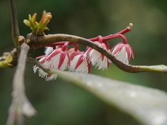 Elaeocarpus variabilis