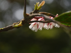 Elaeocarpus variabilis