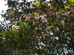 Elaeocarpus variabilis