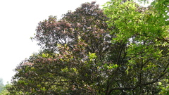 Elaeocarpus variabilis