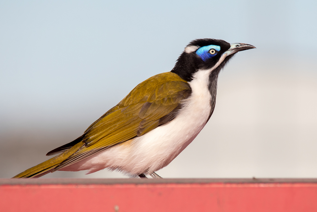 Blue-faced Honeyeater (Entomyzon cyanotis) photo
