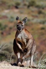 Osphranter robustus robustus