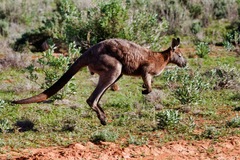 Osphranter robustus robustus