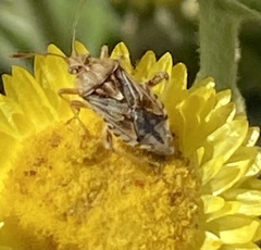 Stictopleurus scutellaris