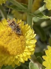 Stictopleurus scutellaris