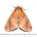 Rosama ornata - Photo (c) Nan Yang, algunos derechos reservados (CC BY-NC), subido por Nan Yang