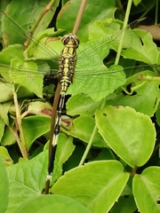 Orthetrum sabina