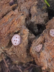 Poronia erici