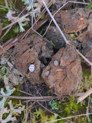 Poronia erici
