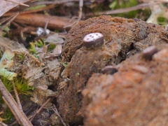 Poronia erici