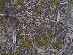 Poronia erici