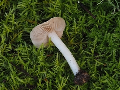 Inocybe albodisca