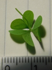 Oxalis caprina