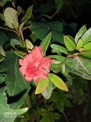Rhododendron simsii