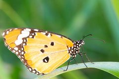 Danaus chrysippus