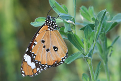 Danaus chrysippus