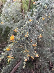 Pultenaea hispidula