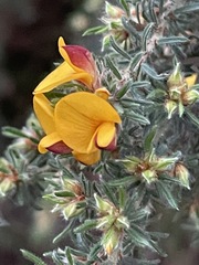 Pultenaea hispidula