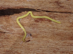 Fletchamia mediolineata