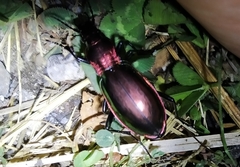 Carabus splendens