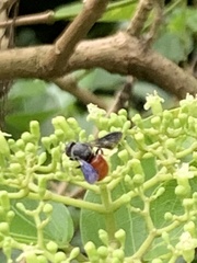 Euaspis polynesia