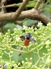Euaspis polynesia