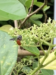 Euaspis polynesia
