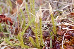 Spinulum annotinum alpestre