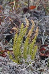 Spinulum annotinum alpestre